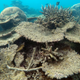 Dead table corals killed by bleaching, Northern GBR, November 2016. (Image: ARC Centre of Excellence For Coral Reef Studies)